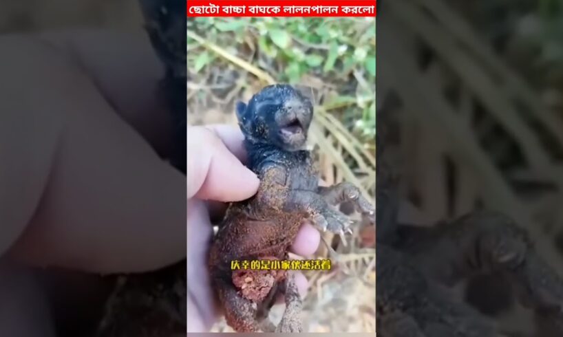 😱 এমন ভালোবাসা দেখলেও শান্তি লাগে | animal rescue | kindness people.