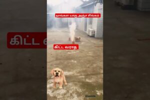 கிட்ட வராத... வருவேன் டா #comedy #doglover #funnyvideo #animals #puppy #shortvideo