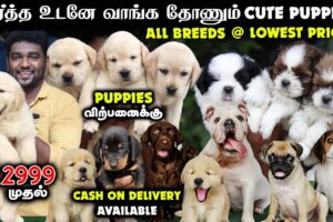 நீங்க எதிர்பார்க்காத விலையில் - All Breeds Puppies For Sales | Home Delivery Available | Dog Kennel