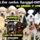 நீங்க எதிர்பார்க்காத விலையில் - All Breeds Puppies For Sales | Home Delivery Available | Dog Kennel