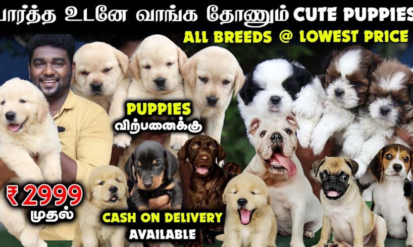 நீங்க எதிர்பார்க்காத விலையில் - All Breeds Puppies For Sales | Home Delivery Available | Dog Kennel