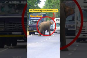 වාහනයට හැප්පෙන්න ගිය හබරණ රාජූ🫣🐘#shorts #shortvideo #elephant #attack #youtube #tiktok #trending