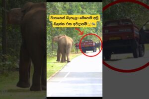 වාහනේ ස්ටාට් නොවුනනම් එහෙම🫣🐘#shorts #shortvideo #elephant #attack #tiktok #youtube #trending #2024