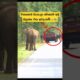 වාහනේ ස්ටාට් නොවුනනම් එහෙම🫣🐘#shorts #shortvideo #elephant #attack #tiktok #youtube #trending #2024