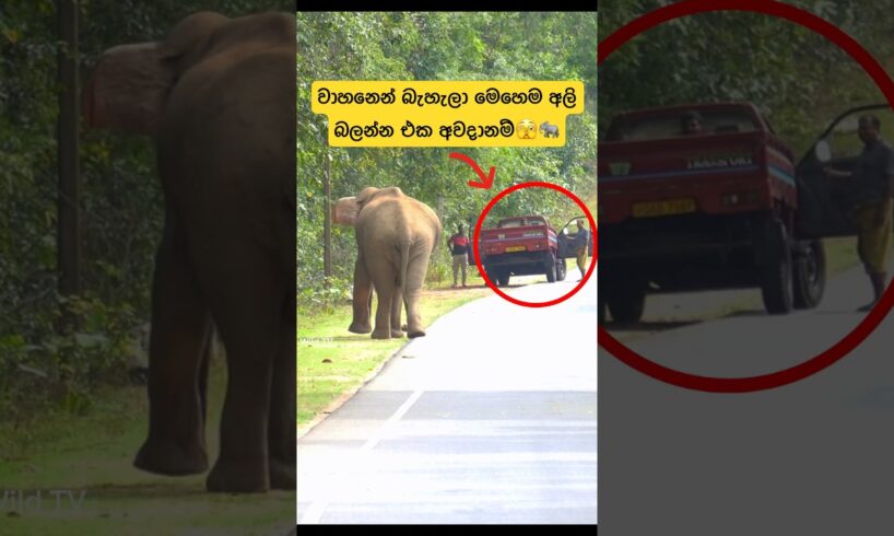 වාහනේ ස්ටාට් නොවුනනම් එහෙම🫣🐘#shorts #shortvideo #elephant #attack #tiktok #youtube #trending #2024