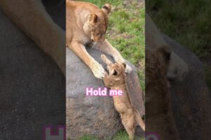 ママ、抱っこ🪄  Mom, hold me. #shorts  #lion #baby