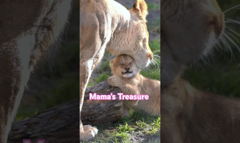 ママの宝物💎Mama's Treasure#shorts  #lion #baby