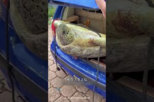 乌龟的命就这样被救了 #animal #animalrescue #turtle #animallover #rescue