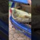 乌龟的命就这样被救了 #animal #animalrescue #turtle #animallover #rescue