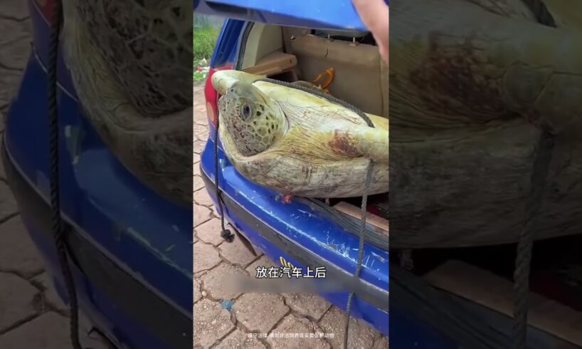 乌龟的命就这样被救了 #animal #animalrescue #turtle #animallover #rescue