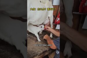 叔叔说服小羊喝牛奶 #animal #rescue #cow #animallover