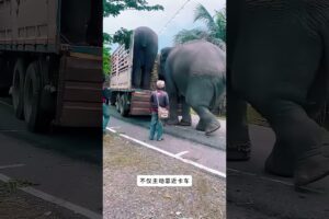 大象爬进卡车 😰 #animal #animalrescue #animallover #rescue #elephant