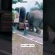 大象爬进卡车 😰 #animal #animalrescue #animallover #rescue #elephant