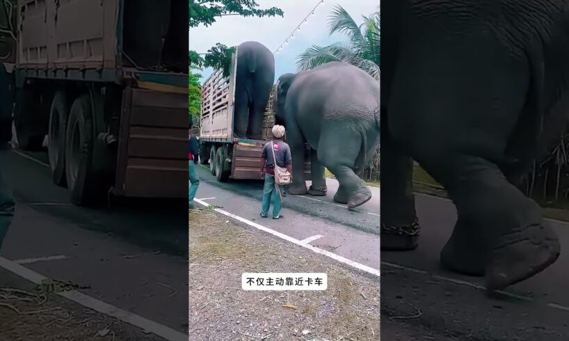 大象爬进卡车 😰 #animal #animalrescue #animallover #rescue #elephant