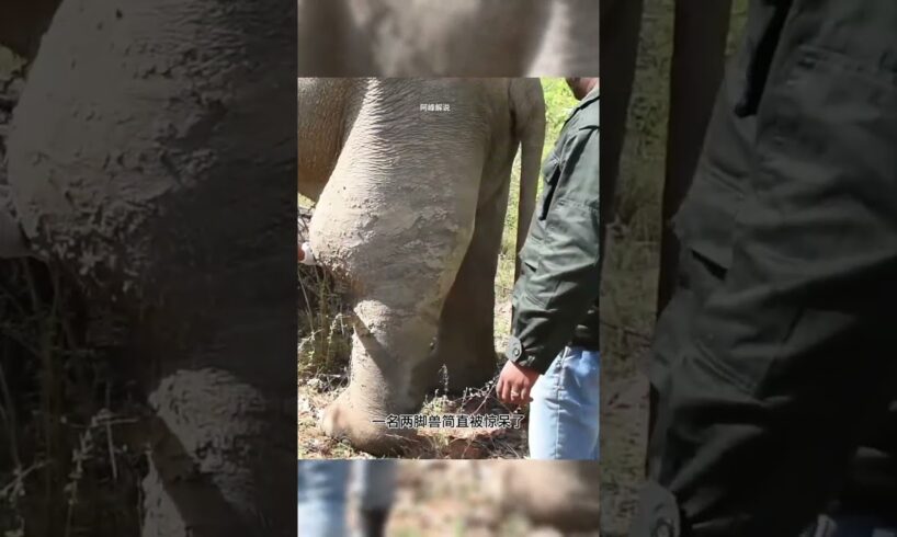 帮助大象摆脱蛇毒 #animal #rescue #animallover #animalrescue #elephant