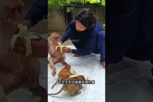 救了母亲和孩子 #animal #rescue #animallover #monkey