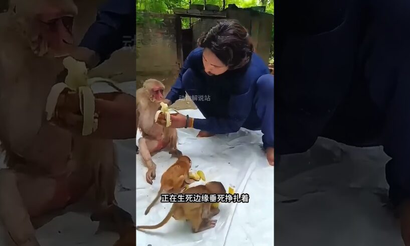 救了母亲和孩子 #animal #rescue #animallover #monkey