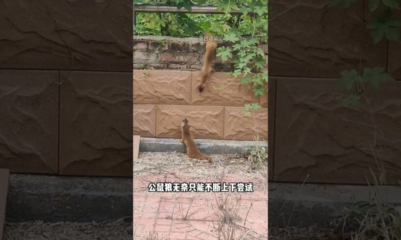 栅栏上的猫鼬夫妇 #animal #animalrescue #rescue #animallover #mongoose