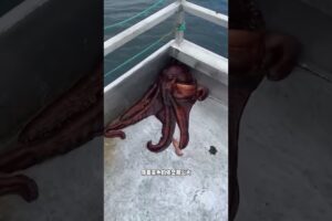 章鱼跑进下水道了 #animal #animalrescue #octopus #animallover #rescue