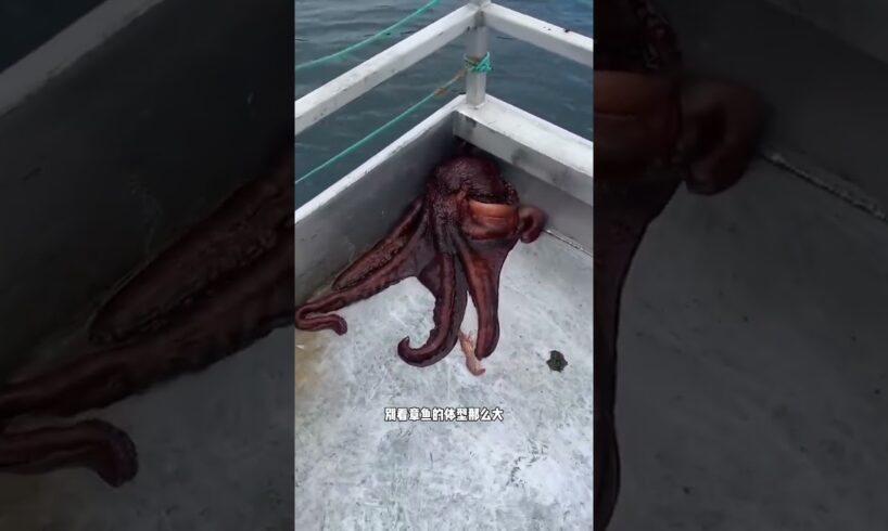 章鱼跑进下水道了 #animal #animalrescue #octopus #animallover #rescue