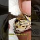 蜥蜴的眼睛里有什么 #animal #animalrescue #animallover #rescue #lizard