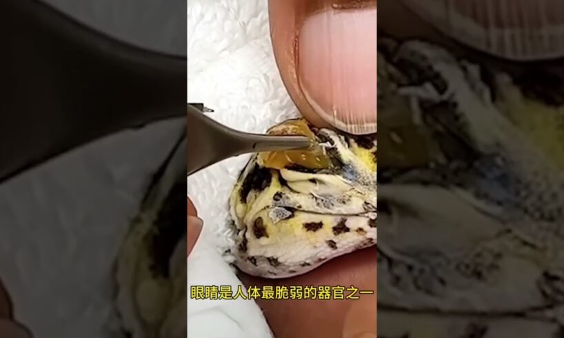 蜥蜴的眼睛里有什么 #animal #animalrescue #animallover #rescue #lizard