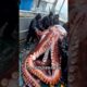 这一幕让我震惊 #animal #animalrescue #octopus #animallover #rescue