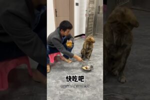 饥饿的狗提醒主人 #animal #animalrescue #animallover #rescue #doglover