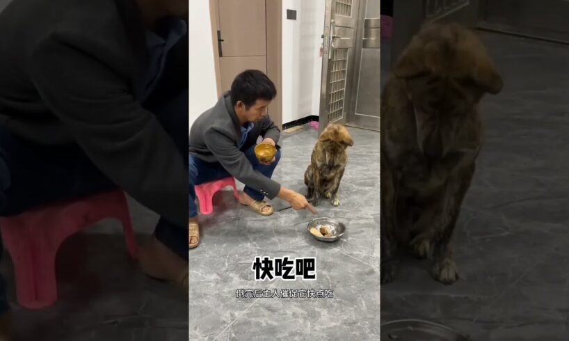 饥饿的狗提醒主人 #animal #animalrescue #animallover #rescue #doglover