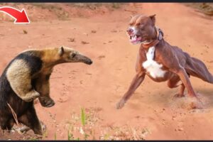 11 WILDEST Animal Fights Caught On Camera !!