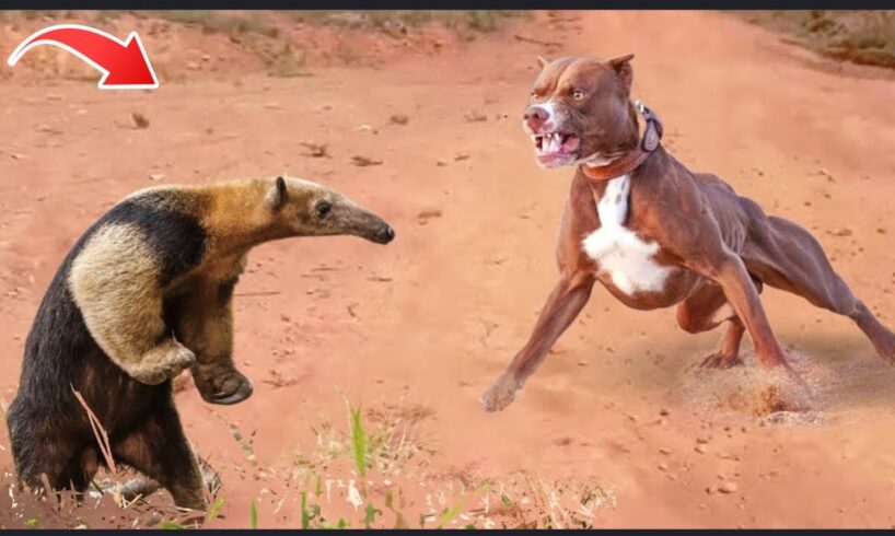 11 WILDEST Animal Fights Caught On Camera !!