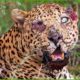 15 Times Leopards Got Injured in Wild Animal Fights | Intense Predator Showdowns