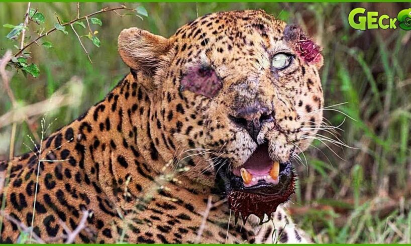 15 Times Leopards Got Injured in Wild Animal Fights | Intense Predator Showdowns