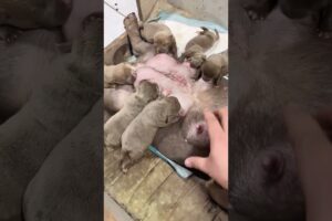 Cute Puppies Drinking Breast Milk #cutepuppy #puppy #doglovers