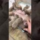 Cute Puppies Drinking Breast Milk #cutepuppy #puppy #doglovers