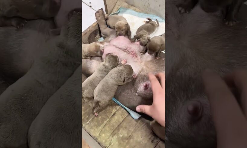 Cute Puppies Drinking Breast Milk #cutepuppy #puppy #doglovers