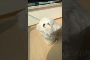 cute puppies funny moment cute overload ❤️#hellomochi #shorts #dog #funnydogs #funnyanimals #bichon