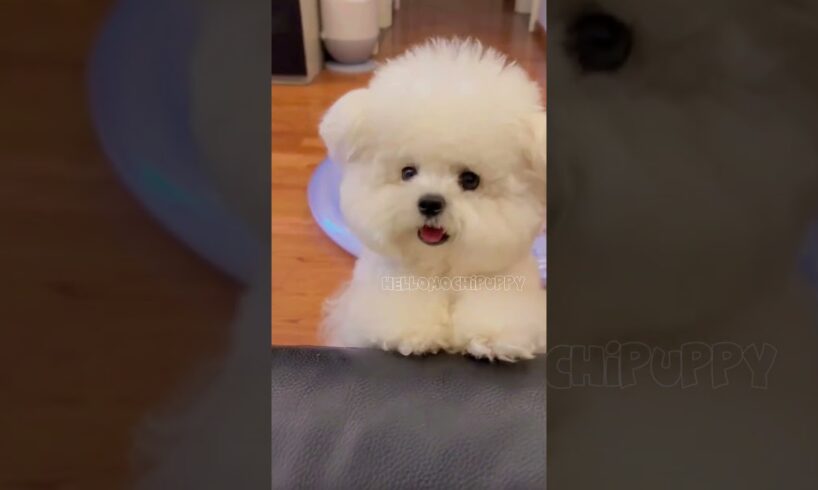 cute puppies funny moment cute overload ❤️#hellomochi #shorts #dog #funnydogs #funnyanimals #bichon