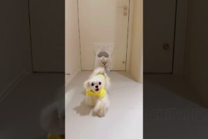 cute puppies funny moment cute overload ❤️#hellomochi #shorts #dog #funnydogs #funnyanimals #bichon