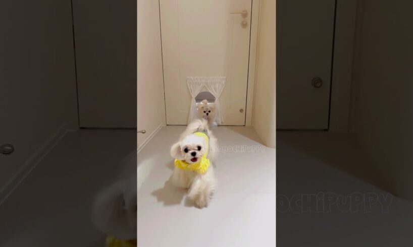 cute puppies funny moment cute overload ❤️#hellomochi #shorts #dog #funnydogs #funnyanimals #bichon