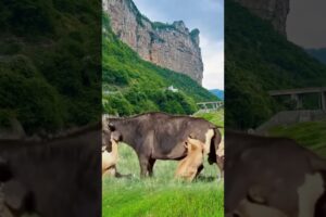 Bison vs. lion: Wild animals at close range, animal fighting power competition