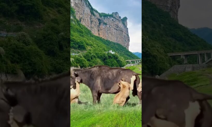 Bison vs. lion: Wild animals at close range, animal fighting power competition