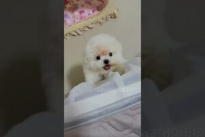 cute puppies funny moment cute overload ❤️#hellomochi #shorts #dog #funnydogs #funnyanimals #bichon