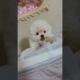 cute puppies funny moment cute overload ❤️#hellomochi #shorts #dog #funnydogs #funnyanimals #bichon