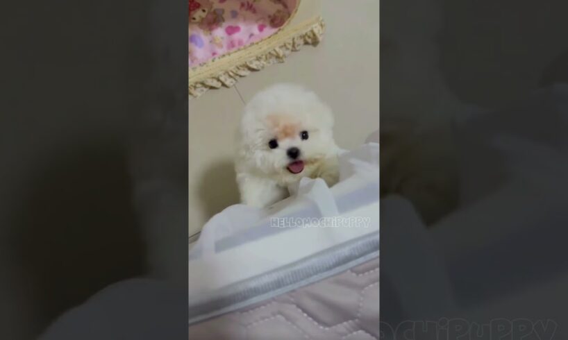 cute puppies funny moment cute overload ❤️#hellomochi #shorts #dog #funnydogs #funnyanimals #bichon