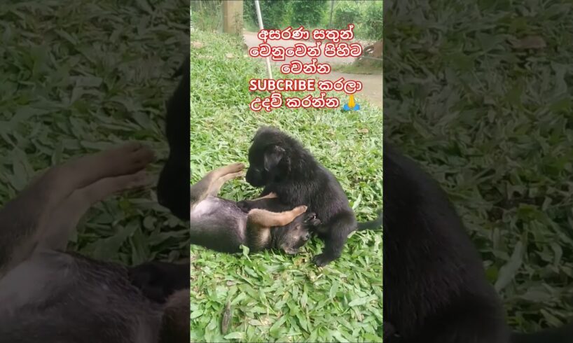 Baby dog❤Cute Puppies❤ මනුස්සකම පිරැණු අය එකතුවෙමු🙏❤ #trending #dog #love