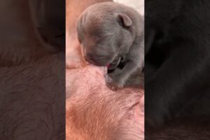 Cute Puppies Drinking Breast Milk #puppy #cutepuppy #puppyvideos