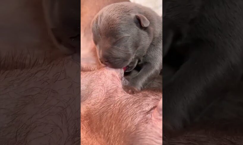 Cute Puppies Drinking Breast Milk #puppy #cutepuppy #puppyvideos