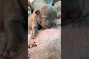 Cute Puppies Drinking Breast Milk #puppy #cutepuppy #puppyvideos