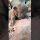 Cute Puppies Drinking Breast Milk #puppy #cutepuppy #puppyvideos